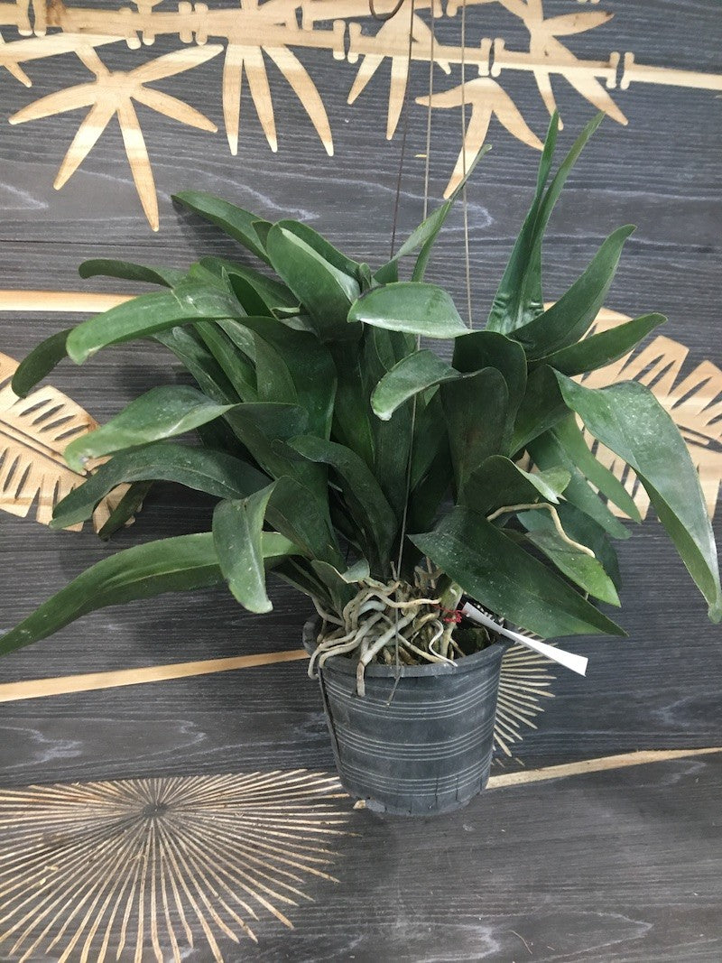Angraecum Lemforder White Beauty (Sesquipedale x magdalenae)