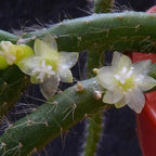 Diametru ghiveci_10 cm