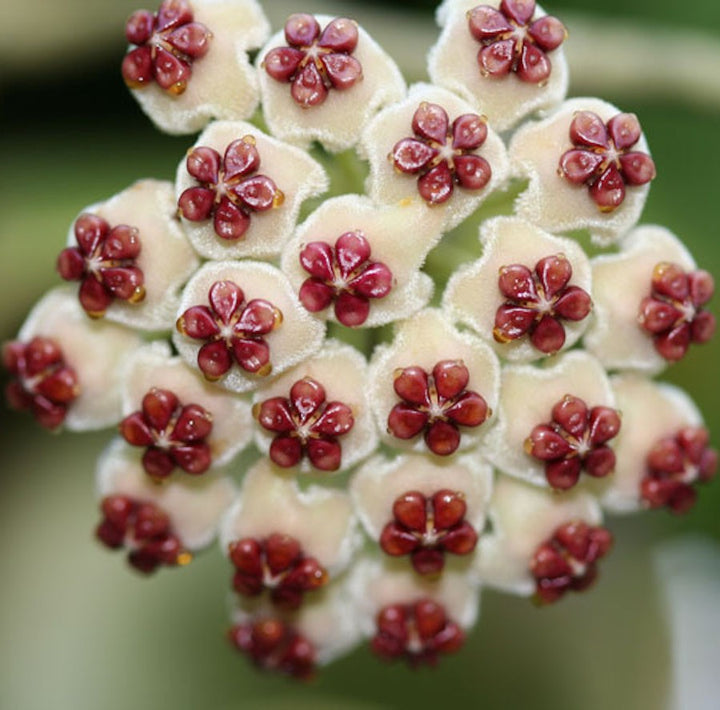 Hoya Kerrii albomarginata - parfumata