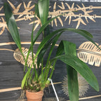 Orhidee Maxillaria Triloris parfumata online, la un pret special.