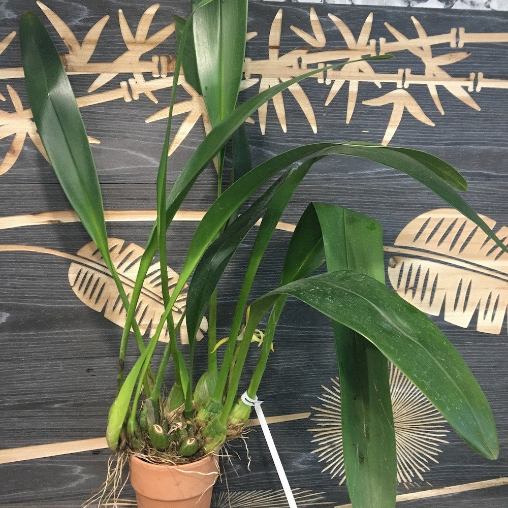 Orhidee Maxillaria Triloris parfumata online, la un pret special.