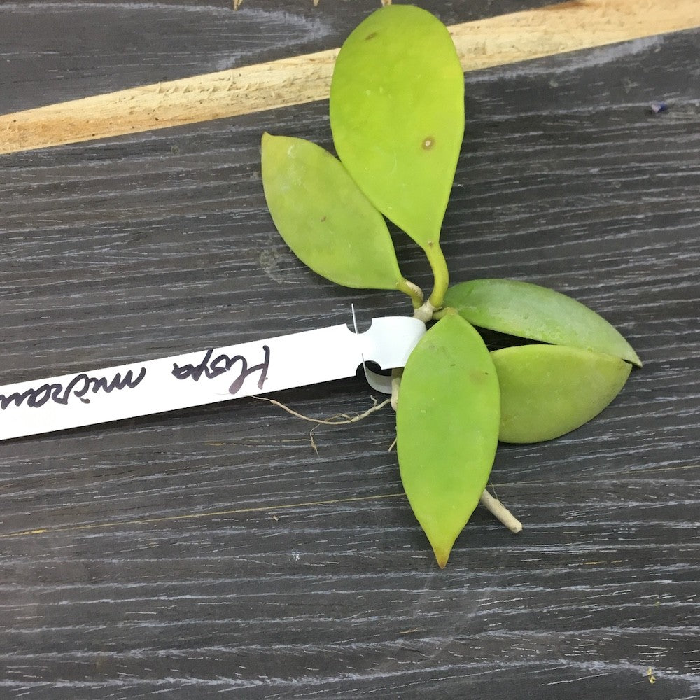 Hoya micrantha - parfumata