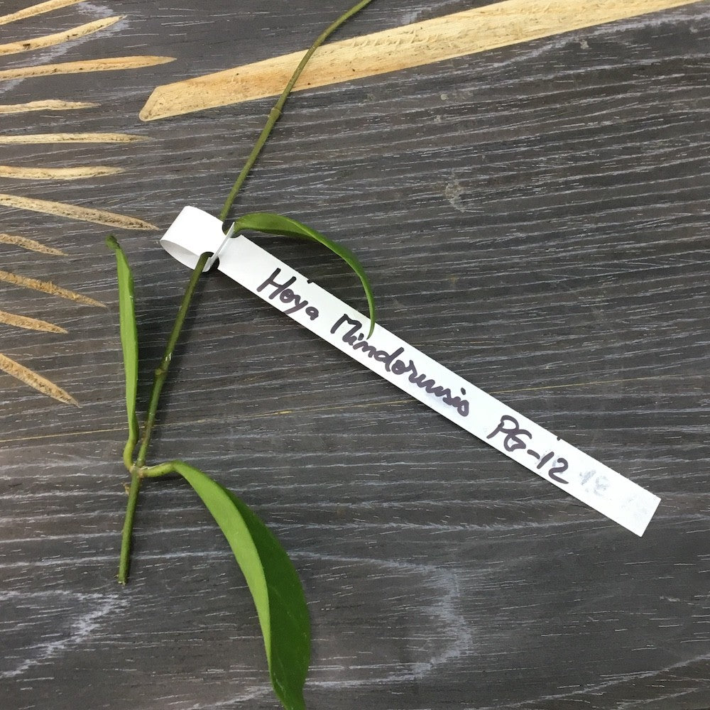 Hoya mindorensis PG-12, floarea de ceara
