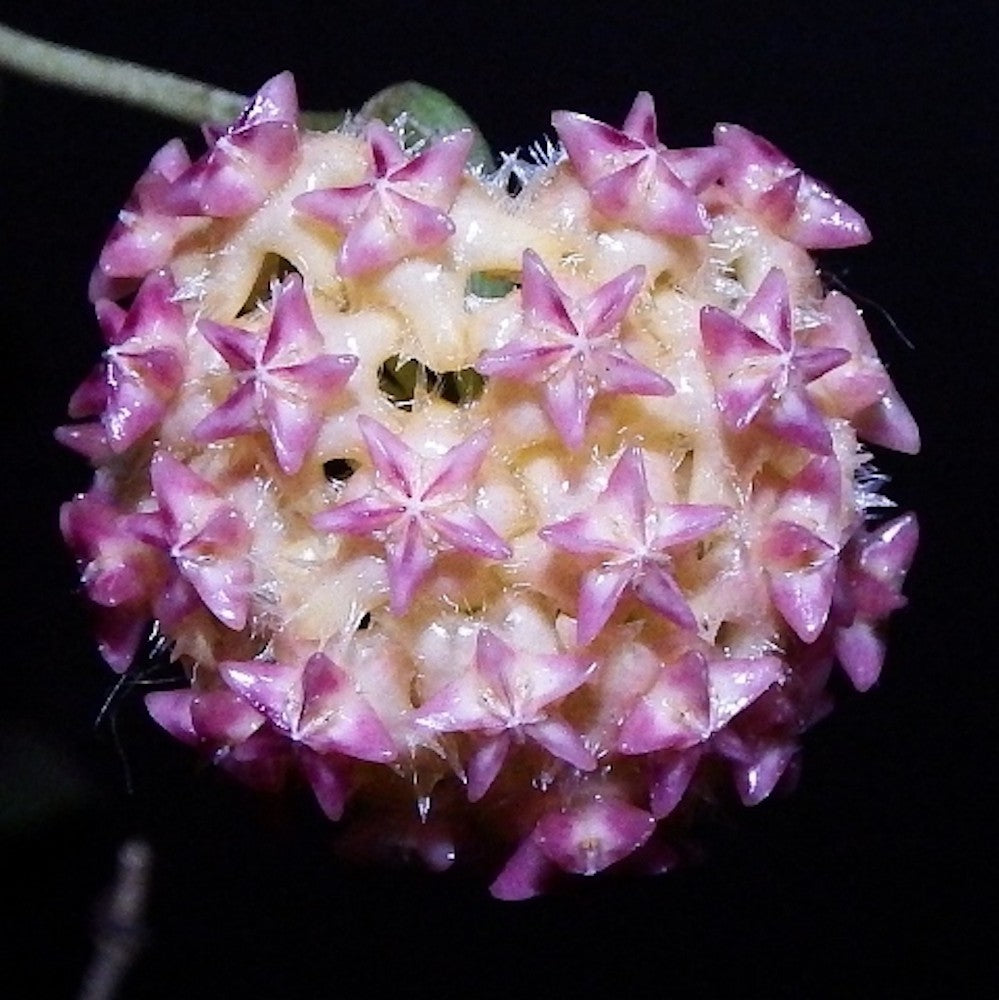Hoya Mindorensis 'Pinkish Orange' (EPC-654) - parfumata