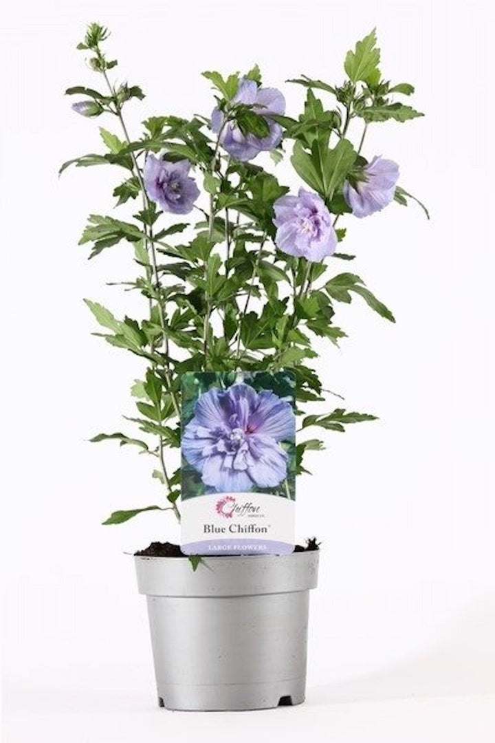 Hibiscus Blue Chiffon floarea batuta albastra deschis