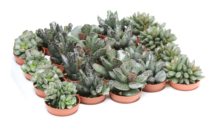 Adromischus mix