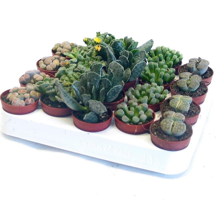 Lithops, adromischus, toe, pleiospilos - mix de varietati