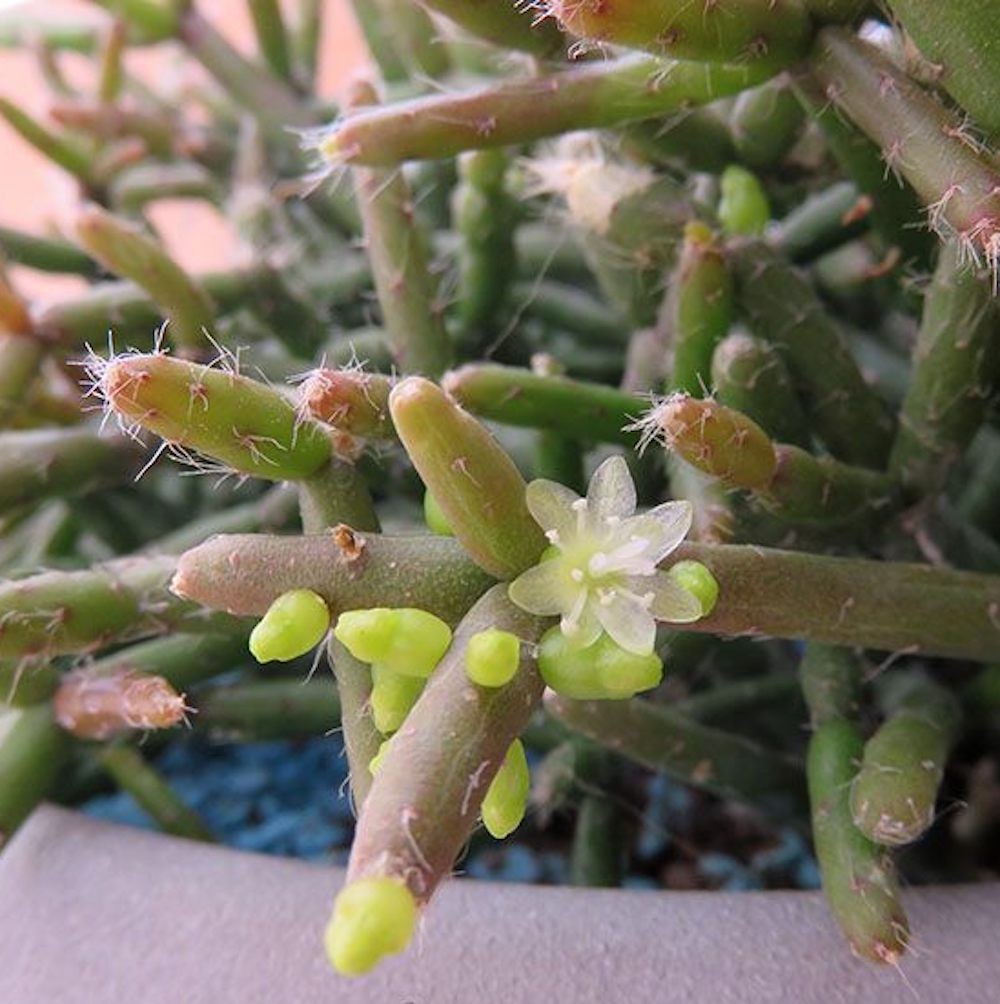 Rhipsalis burchellii, specii rare de cactusi la pret atractiv!