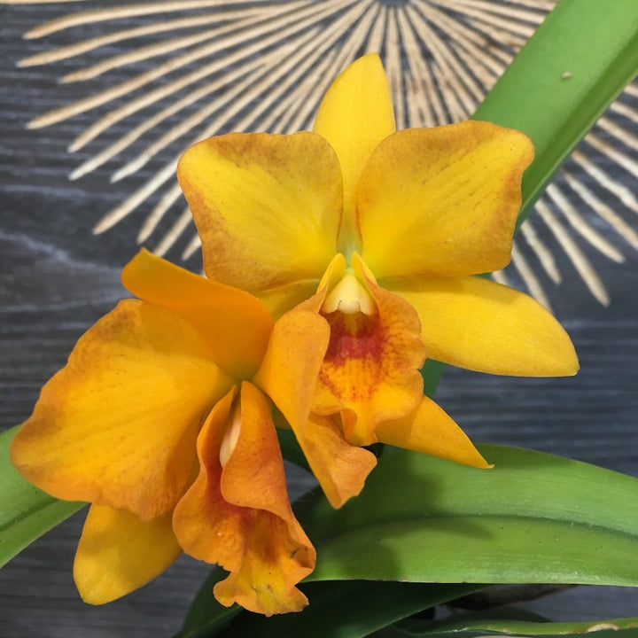 Orhidee Blc orange nugget