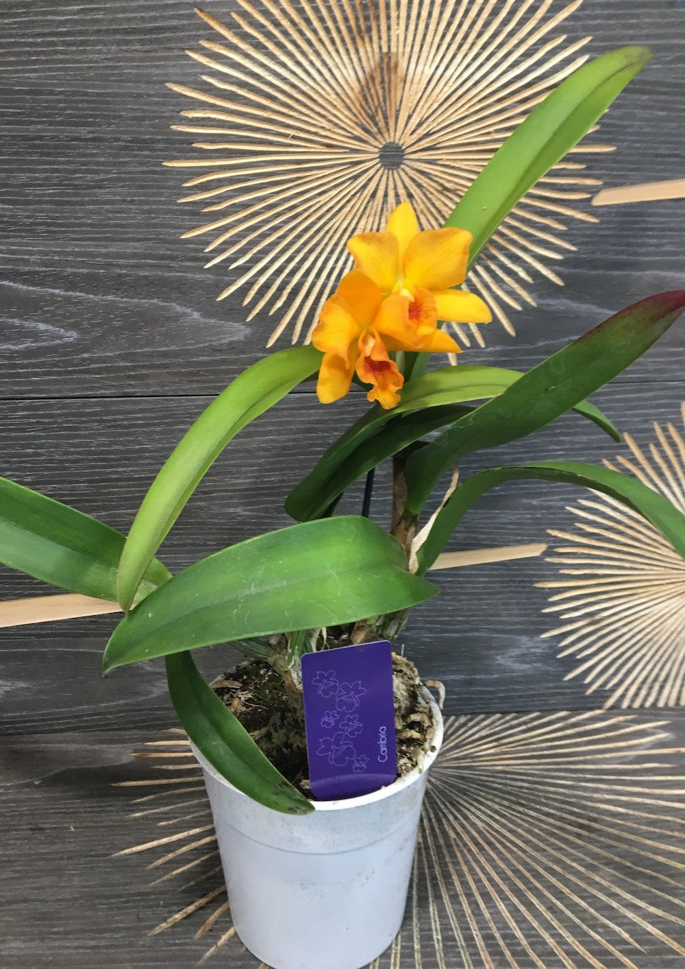 Orhidee Blc orange nugget