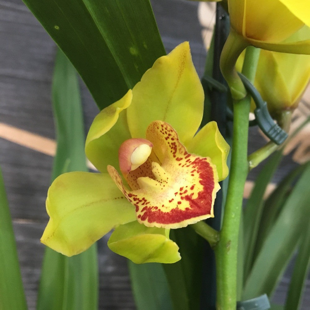 Orhidee Cymbidium galben Indian Summer, la ce mai bun pret online!
