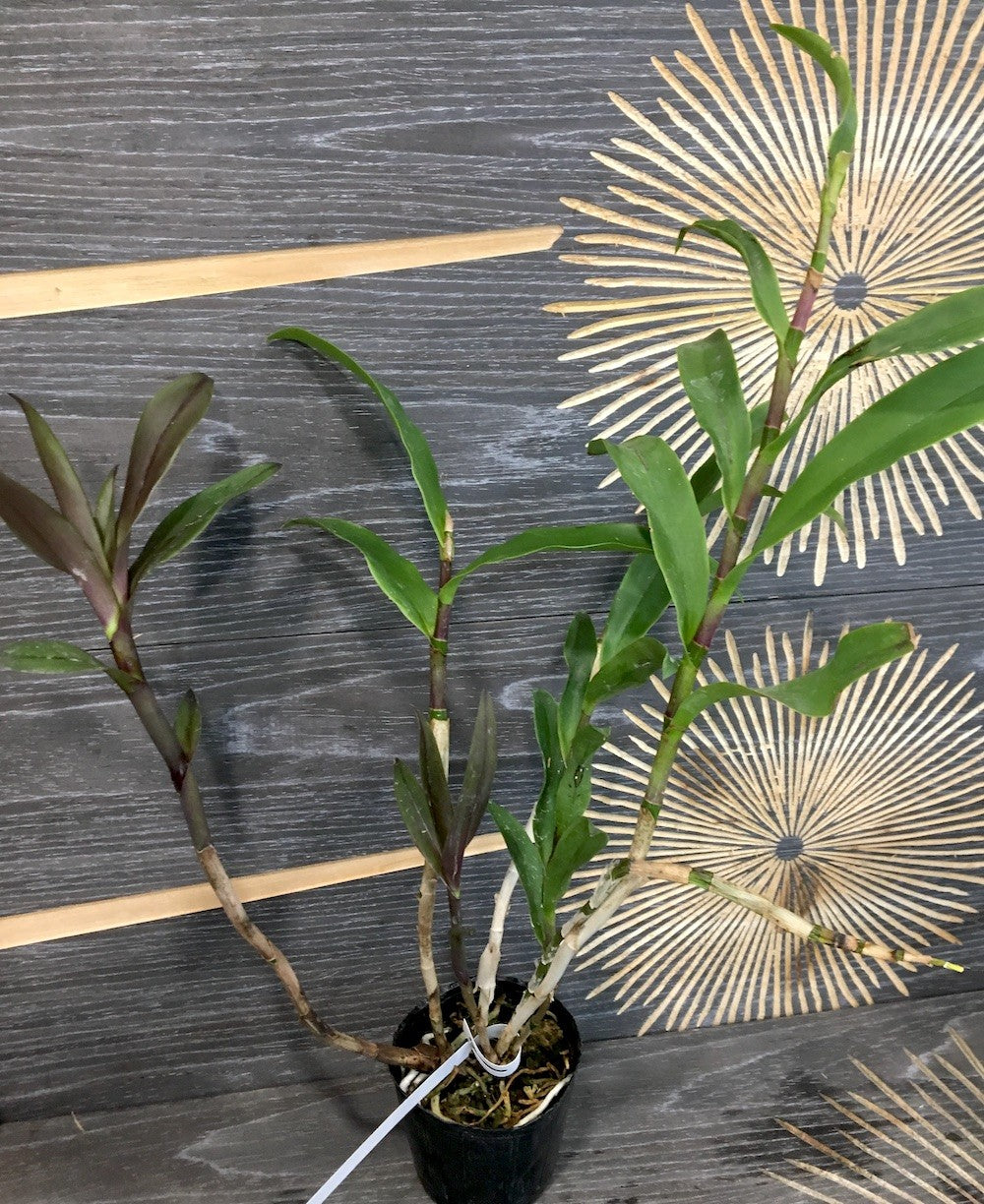 Orhidee Epicattleya Rene Marques Flame Thrower