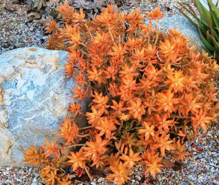 Sedum nussbaumerianum (Stonecrop)