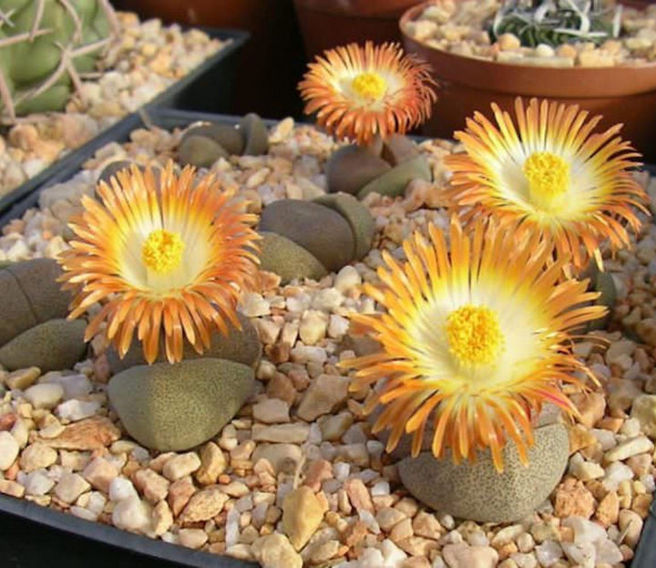 Pleiospilos nelii