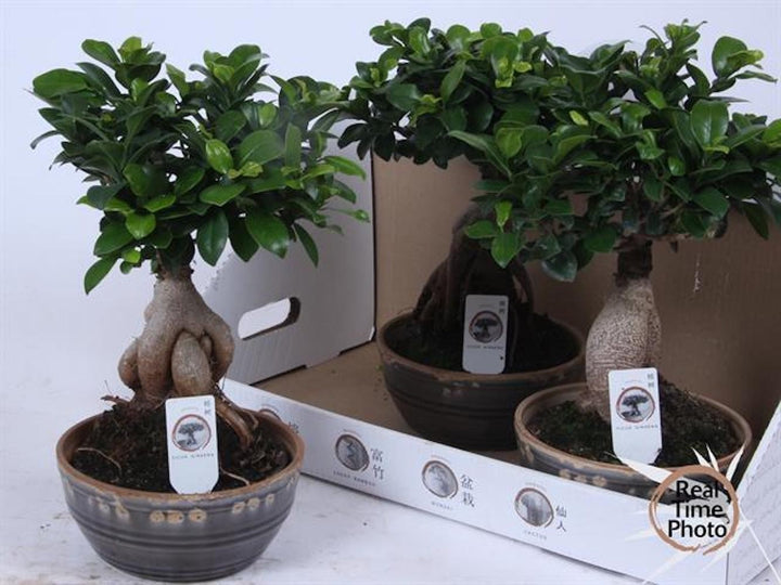 Bonsai Ficus Ginseng de vanzare, pret imbatabil si livrare oriunde in tara!