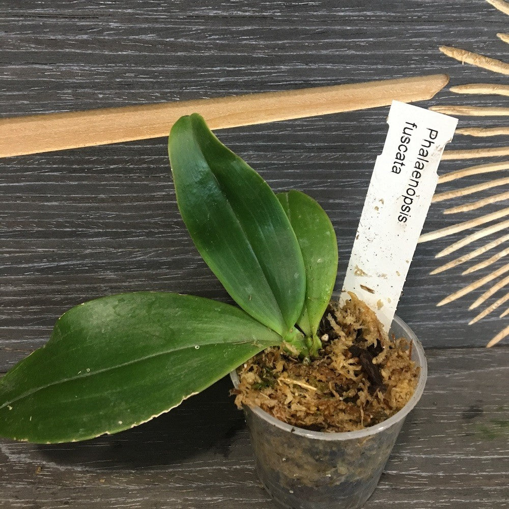 Orhidee Phalaenopsis fuscata (parfumata)