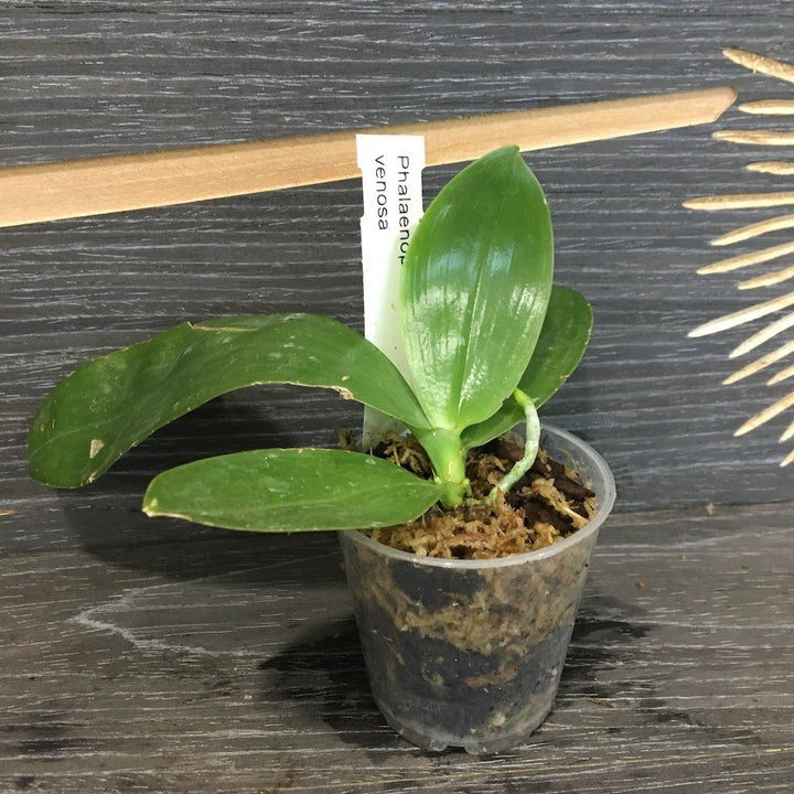 Orhidee Phalaenopsis venosa (parfumata)