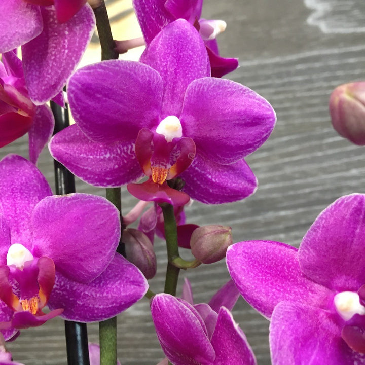 Orhidee Phalaenopsis Anthura Catalina