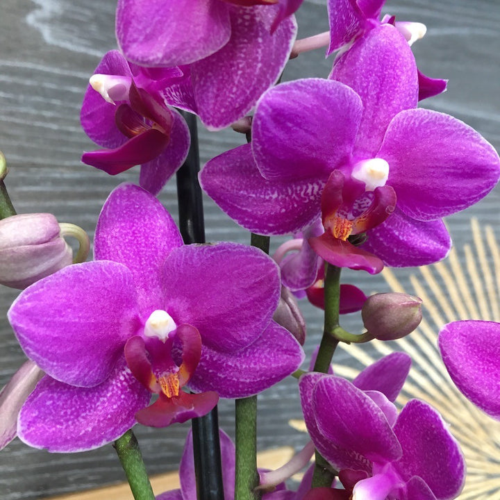 Orhidee Phalaenopsis Anthura Catalina