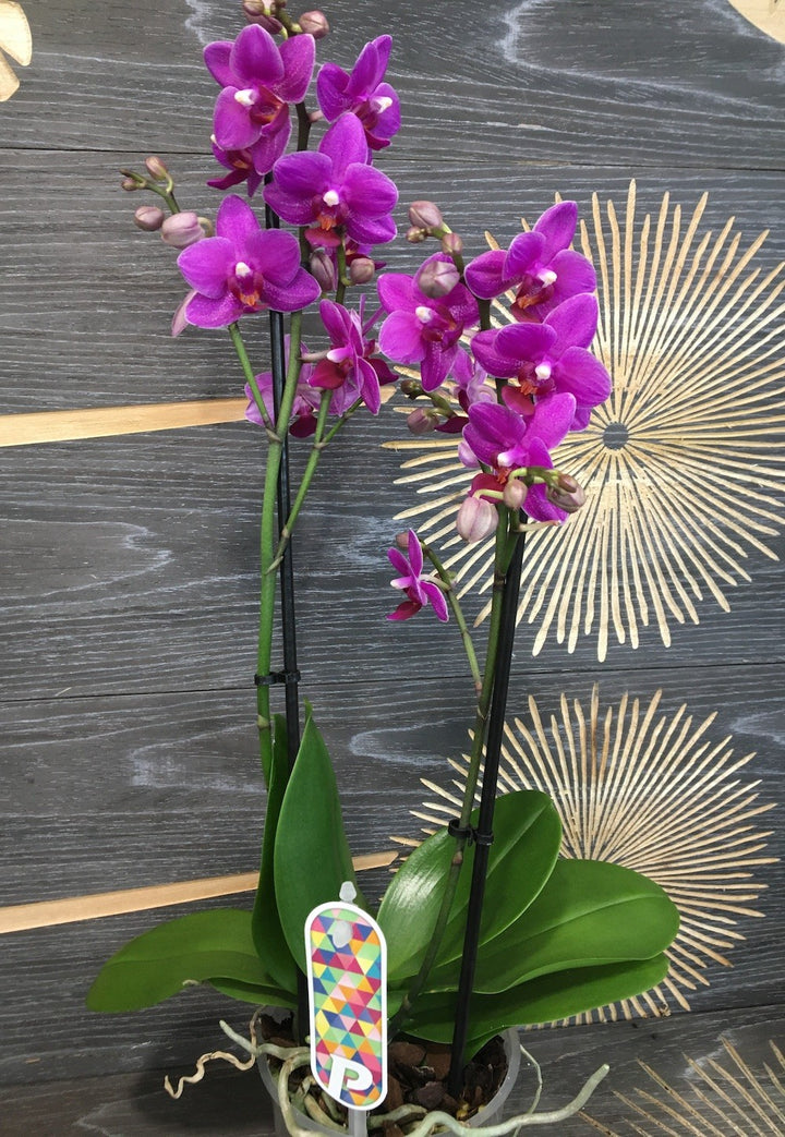 Orhidee Phalaenopsis Anthura Catalina