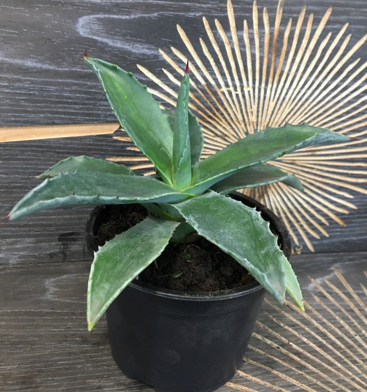 Agava - Agave americana planta exotica disponibila la cel mai bun pret!