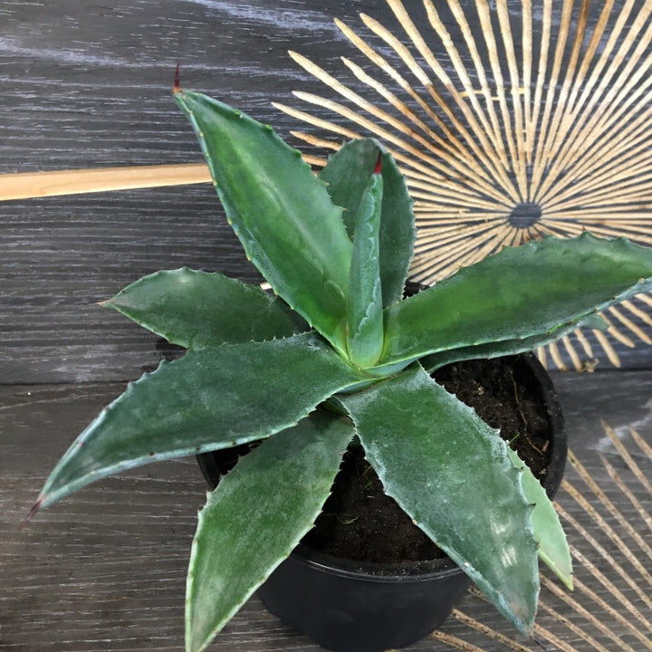 Agava - Agave americana planta exotica disponibila la cel mai bun pret!