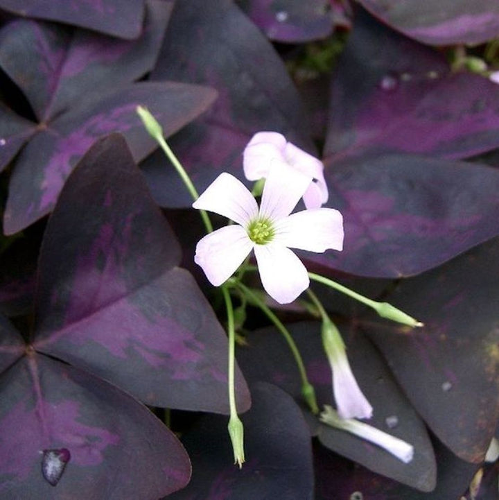 Oxalis triangularis subsp. triangularis