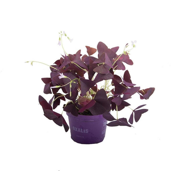 Oxalis triangularis subsp. triangularis