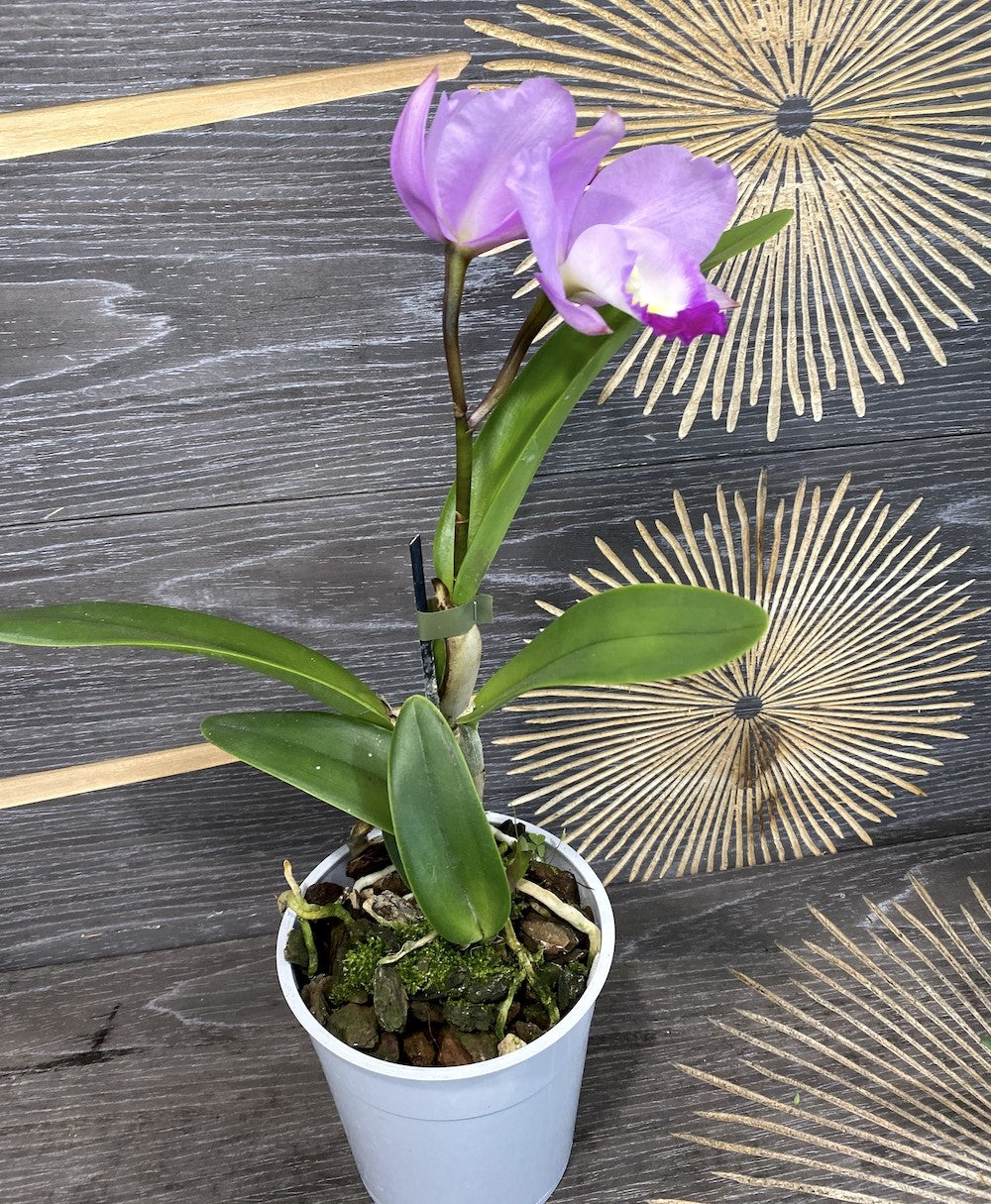 Comanda Orhidee Cattleya lila la pret imbatabil cu livrare rapida!