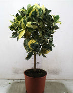 Comanda Portocal altoit la ghiveci, Citrus sinesis arancio, pret imbatabil!