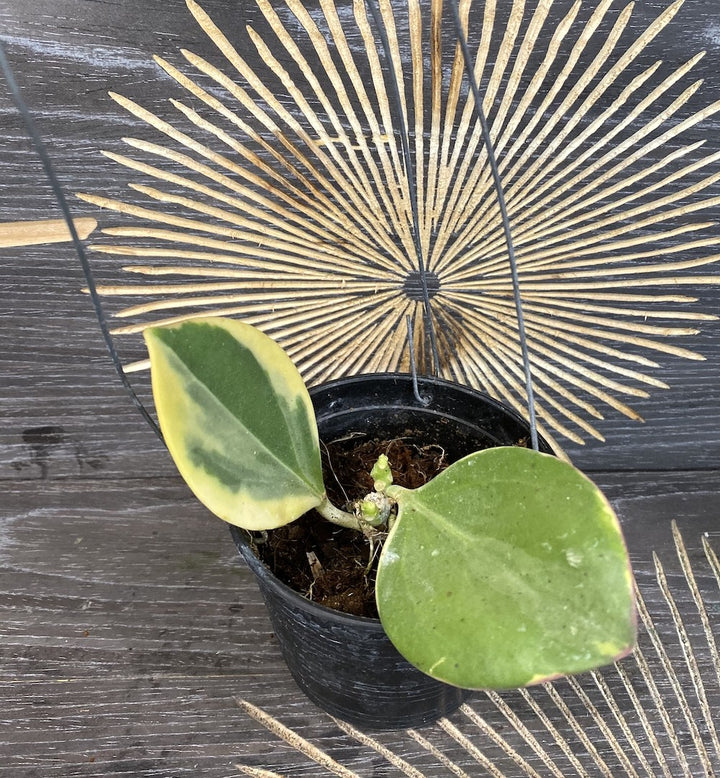 Hoya pachyclada albomarginata - flori parfumate