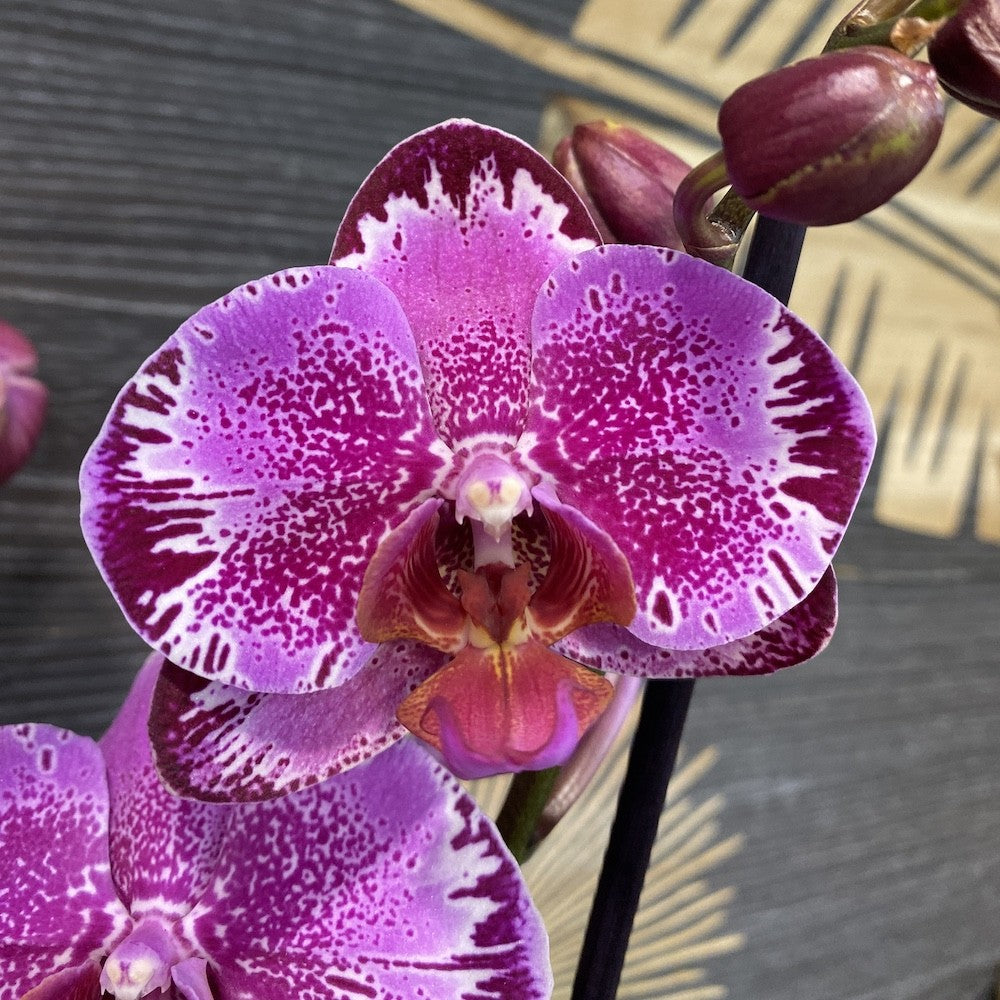 Comanda orhidee Phalaenopsis Ewelina - varietate speciala