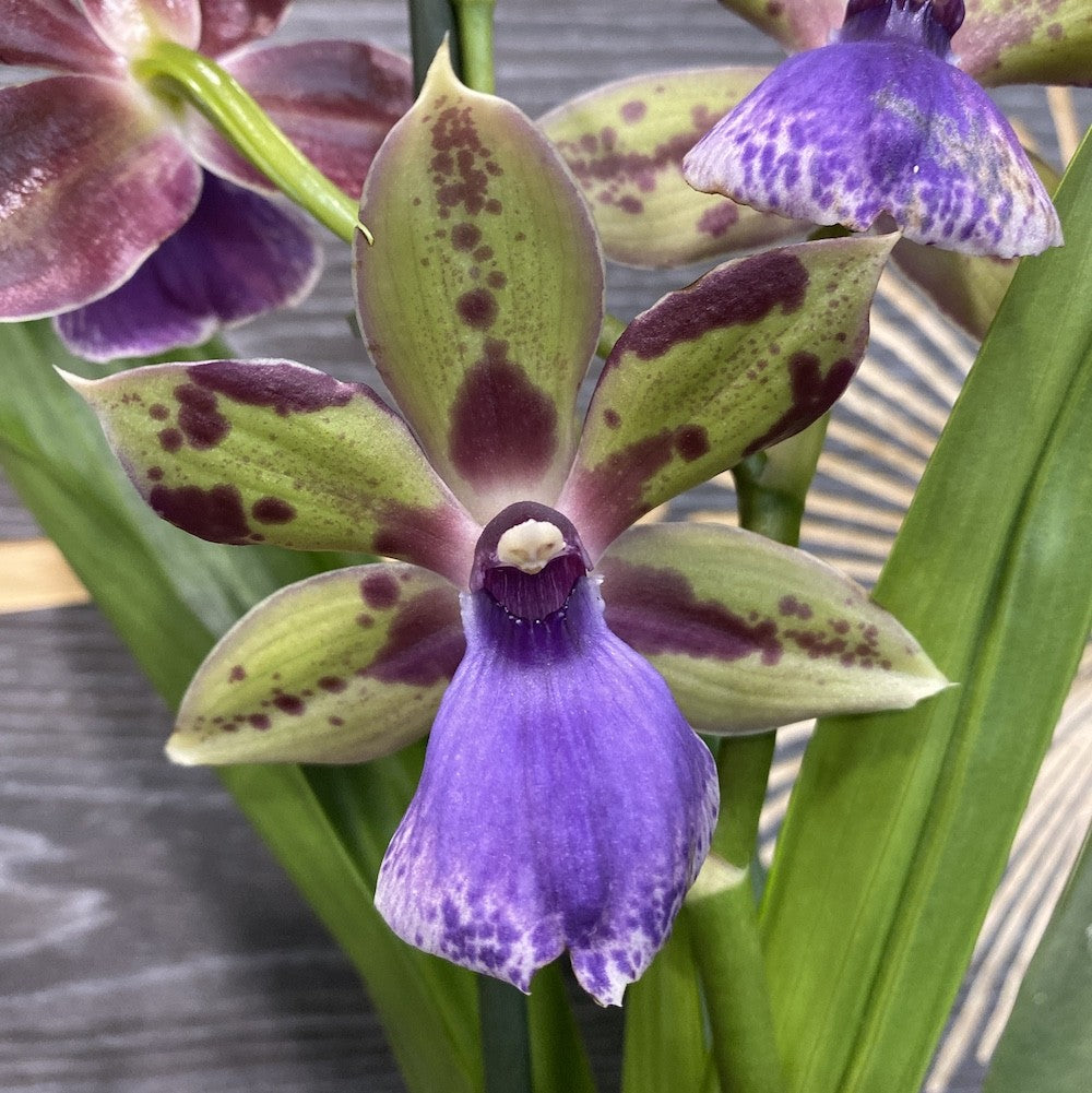 Orhidee Zygopetalum Romy parfumata, disponibil la un pret atractiv!
