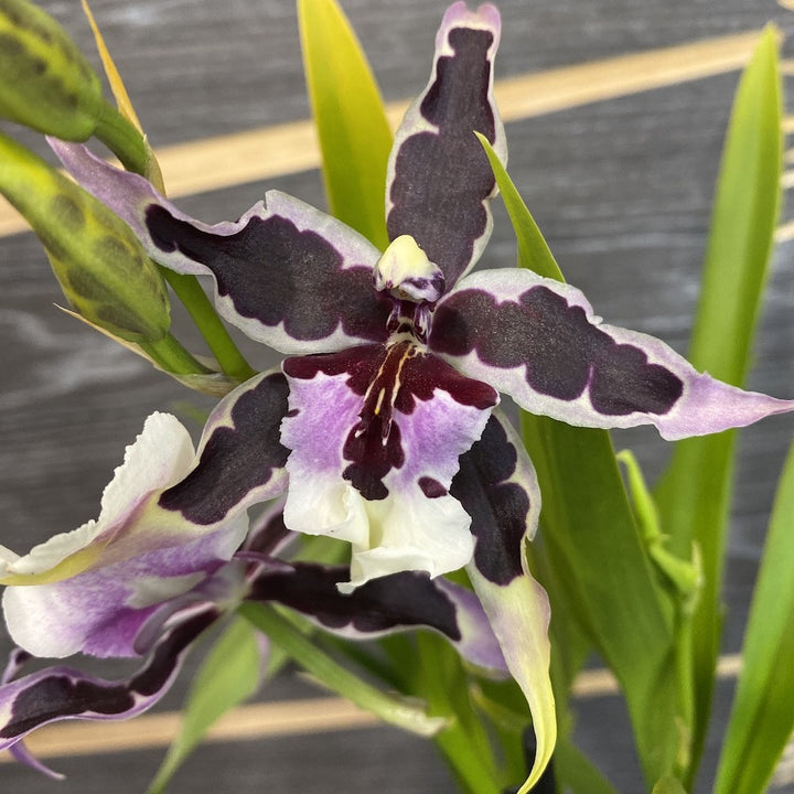 Aliceara (Beallara) Diana Dunn 'Gothic'