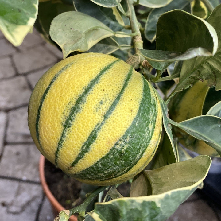 Comanda Portocal altoit la ghiveci, Citrus sinesis arancio, pret imbatabil!