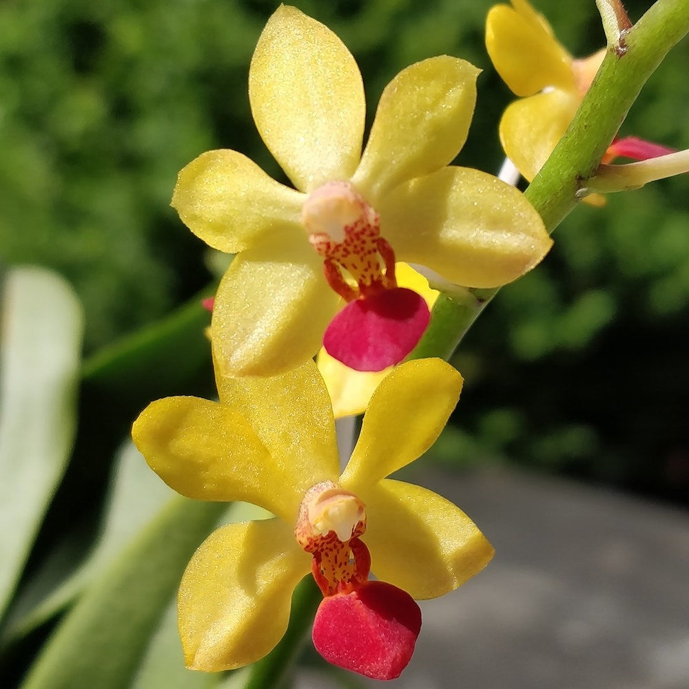 Orhidee Vdnps. Yih-Cheng Amanda (Phal. Anna-Larati Soekardi × V. miniata)
