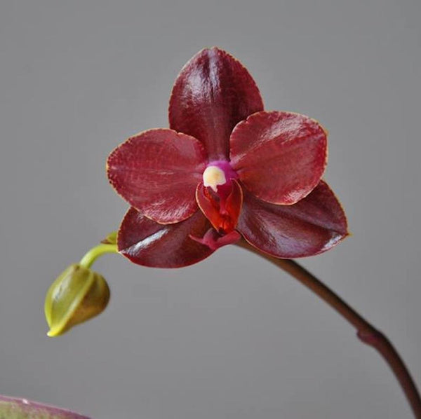 Orhidee Phalaenopsis Salu's Fragrancy - parfumata