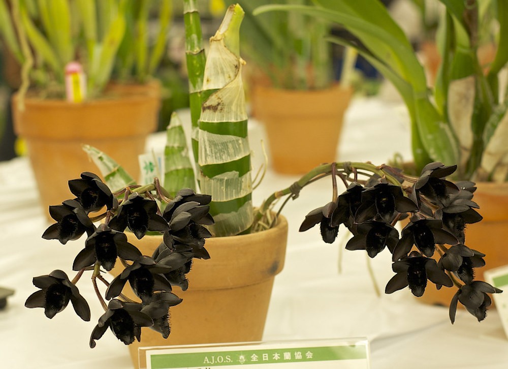 Orhidee neagra Fredclarkeara After Dark 'SVO Black Pearl' FCC/AOS