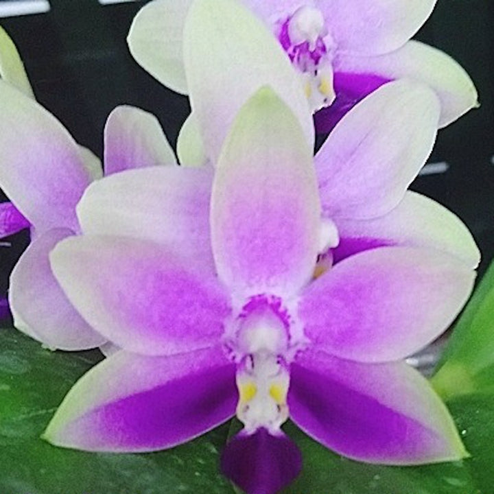 Orhidee Phalaenopsis Purple Martin '517'