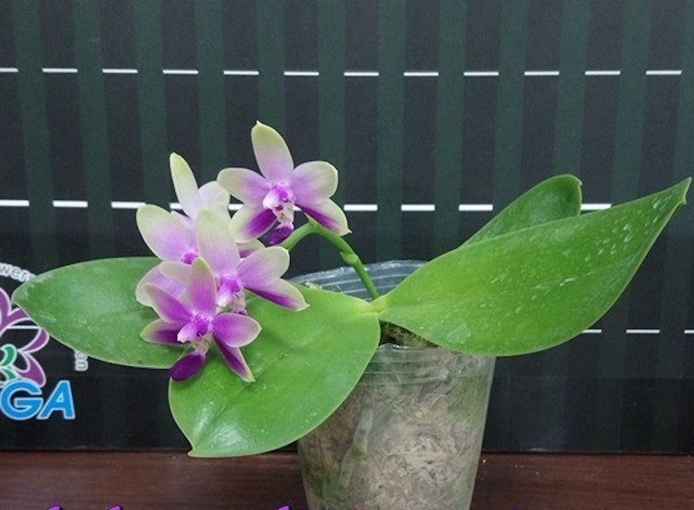 Orhidee Phalaenopsis Purple Martin '517'
