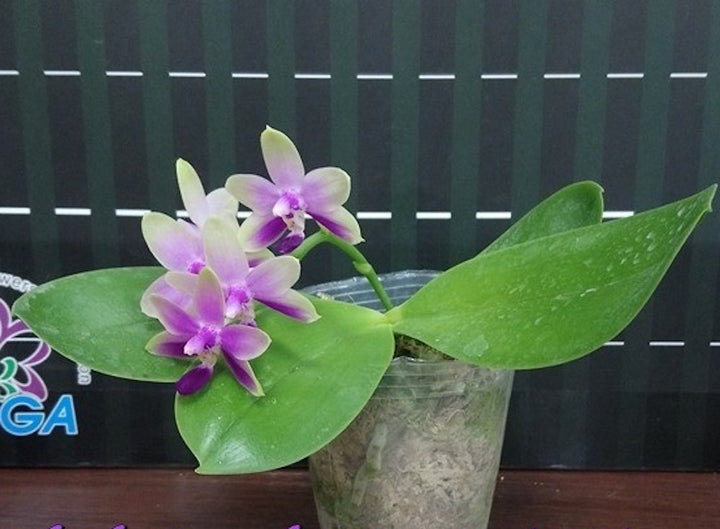 Orhidee Phalaenopsis Purple Martin '517'