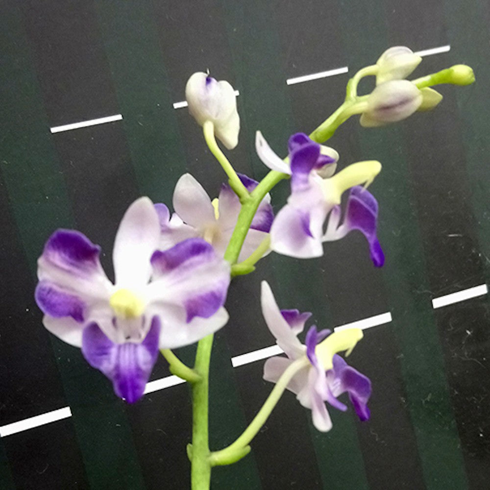 Orhidee Phalaenopsis pulcherrima var. coerulea splash × sib
