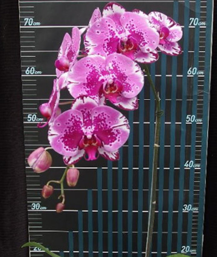 Orhidee Phalaenopsis OX Red Lion '1668'