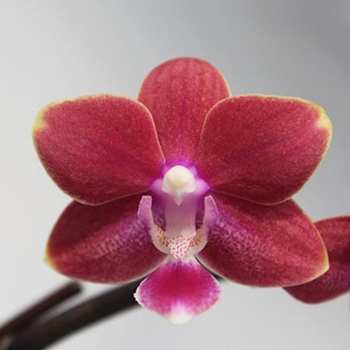 Orhidee Phalaenopsis Yushan Shine 'YU90'