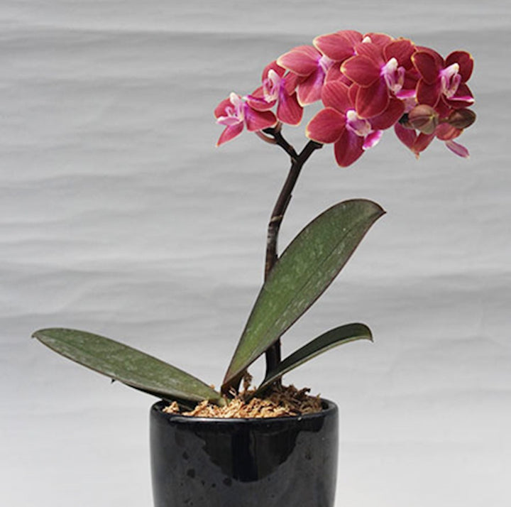 Orhidee Phalaenopsis Yushan Shine 'YU90'