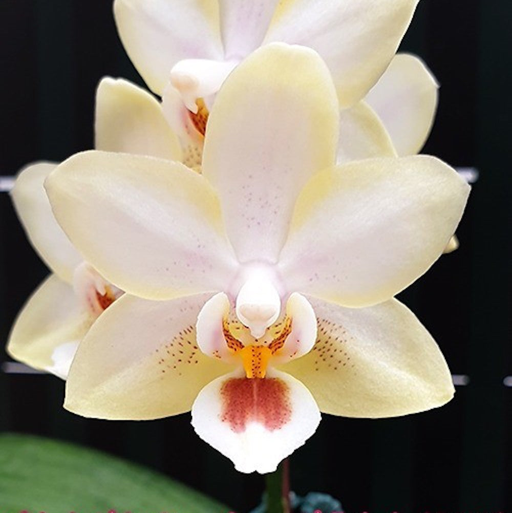 Orhidee Phalaenopsis Miki Strawberry Milkshake '2001'