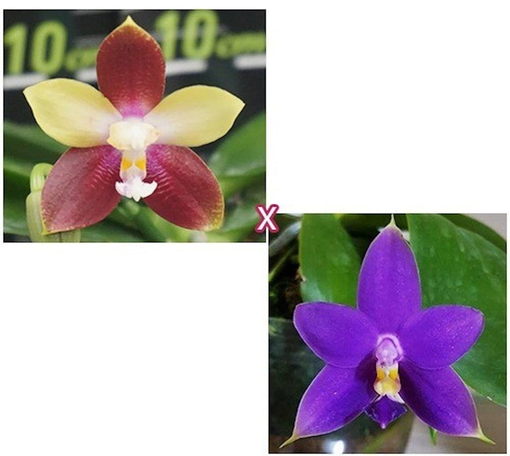 Orhidee Phalaenopsis Tying Shin Fly Eagle × violacea var. indigo blue