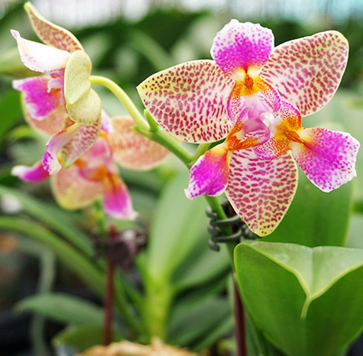 Orhidee Phalaenopsis Joy Fairy Tale