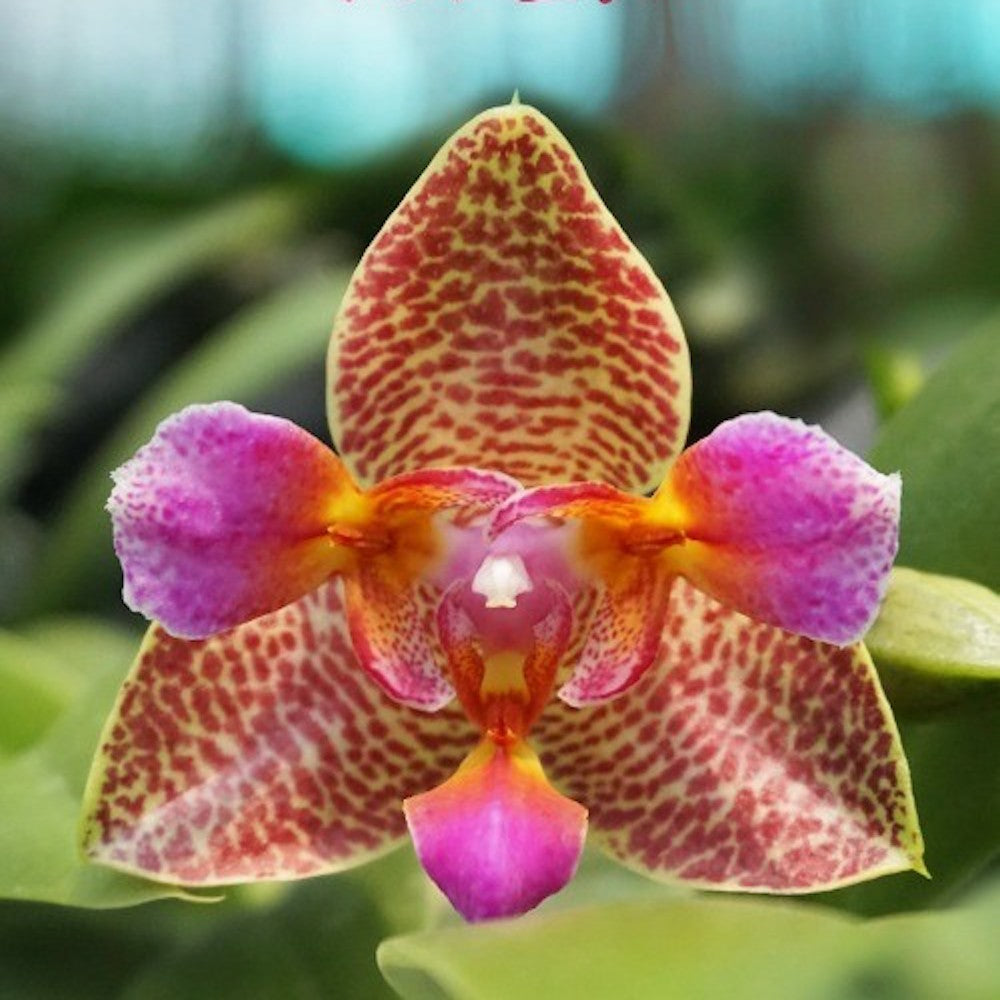 Orhidee Phalaenopsis Joy Fairy Tale