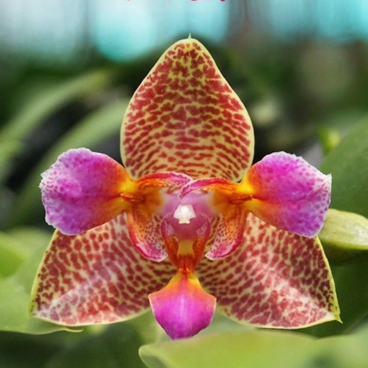 Orhidee Phalaenopsis Joy Fairy Tale